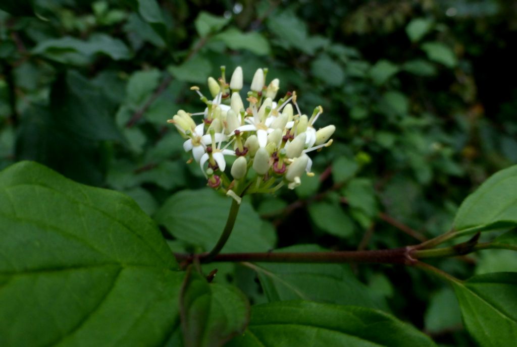 Cornus sanguinea